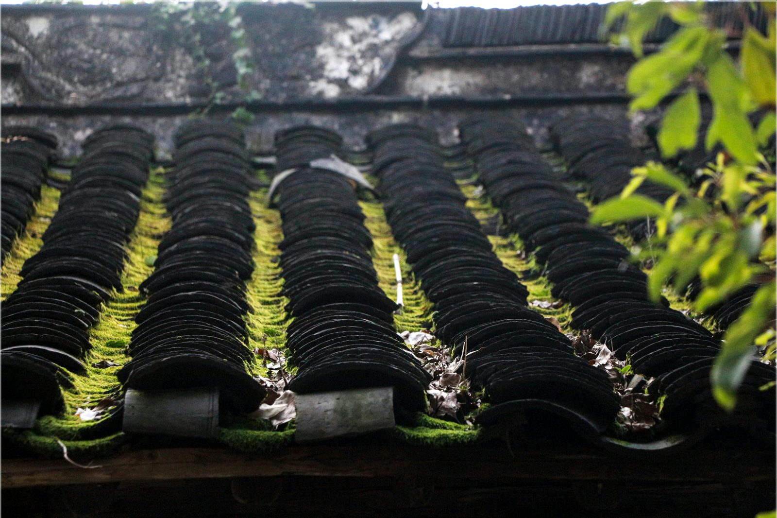 Mossy black roof tiles before professional soft wash cleaning