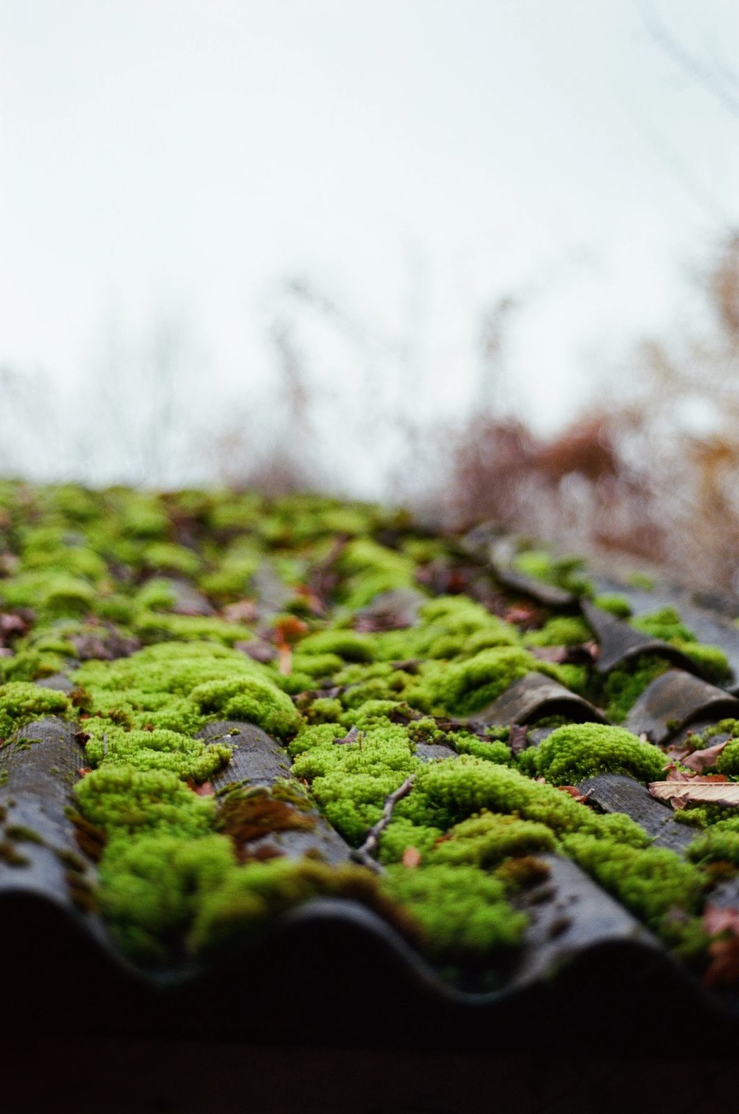 Close-up of green moss growing on wavy concrete roof tiles — typical Hampshire roof before cleaning