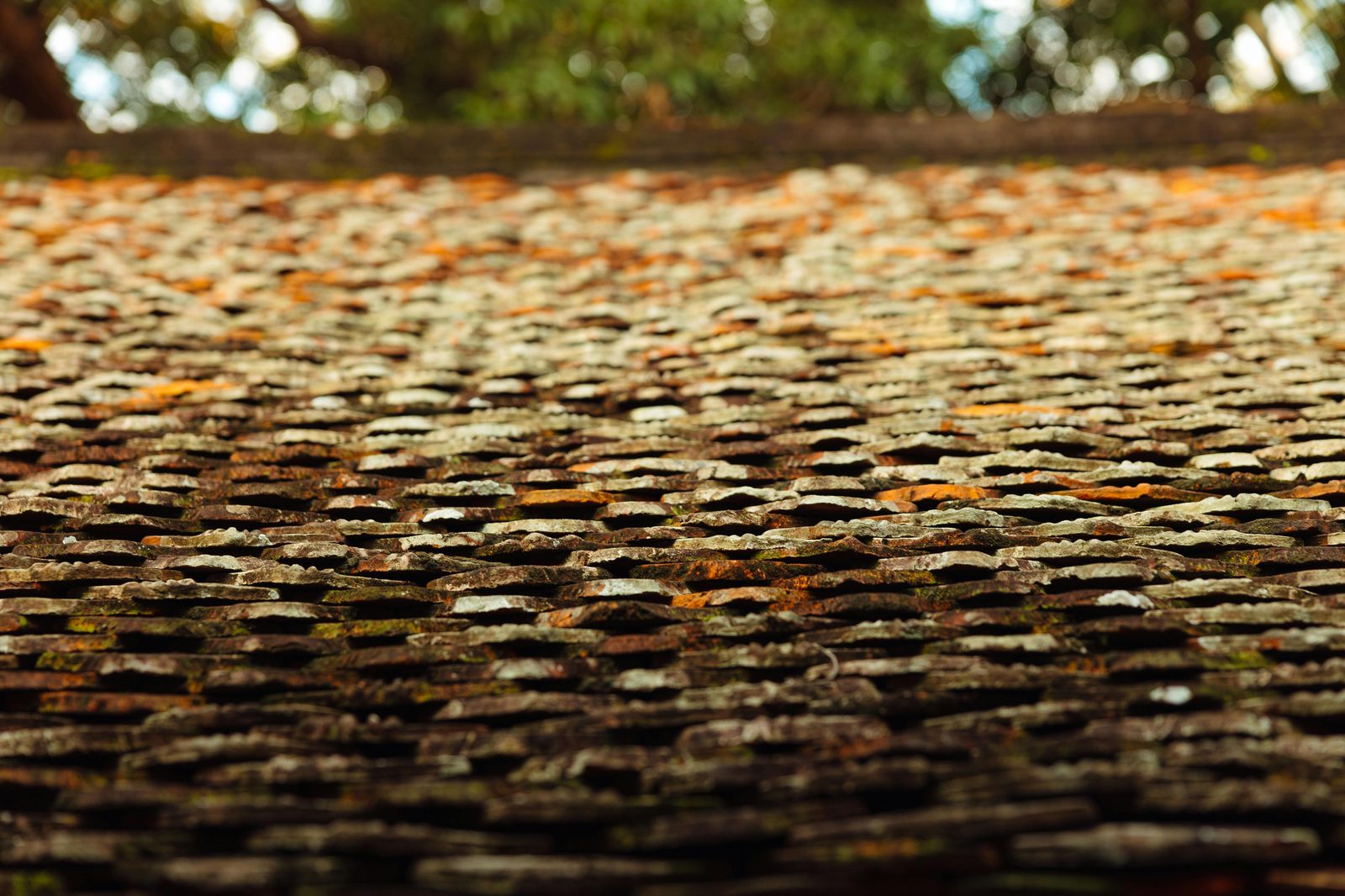 Weathered roof tiles with lichen and moss — ideal for soft wash treatment