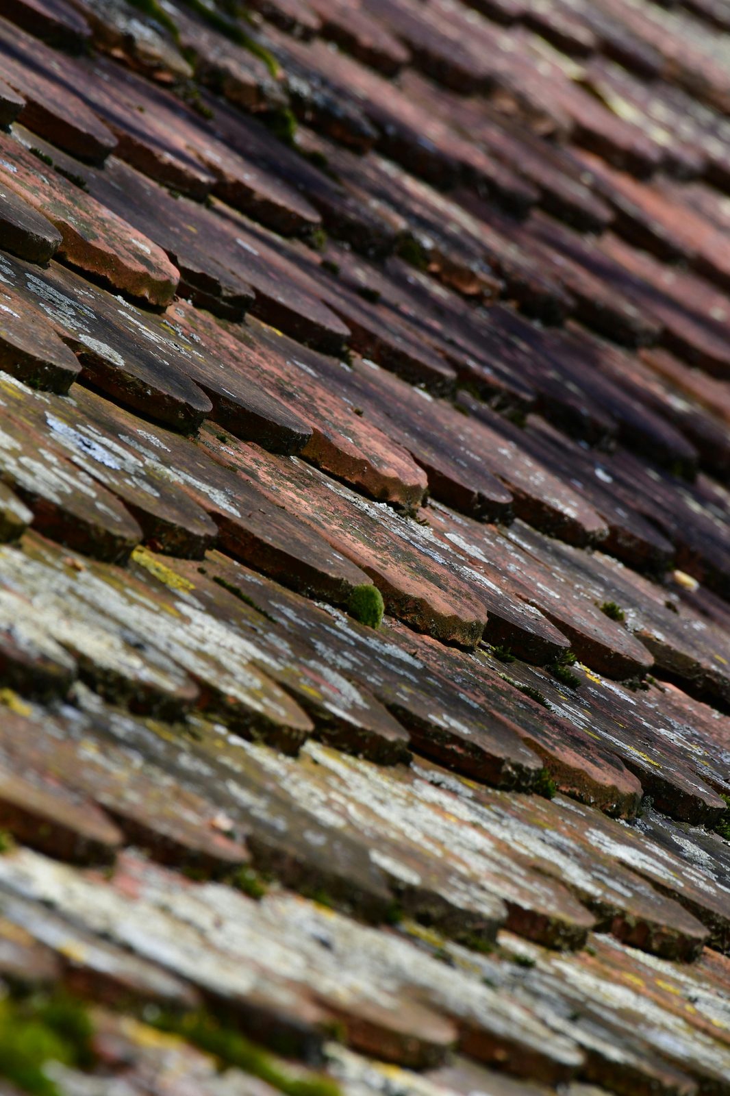 Heavily weathered moss-covered roof — typical before-cleaning condition